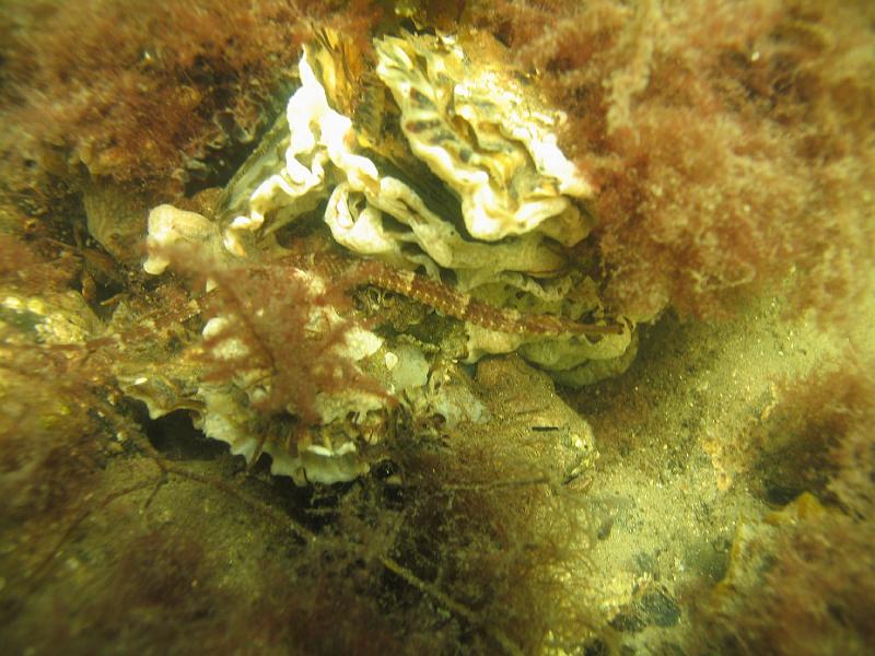 Coll NL 051.JPG